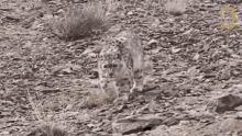 Creeping Snow Leopards101 GIF