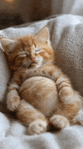 a kitten is sleeping on its back on a white blanket