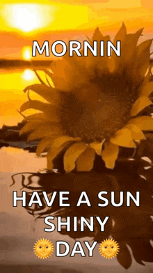 a picture of a sunflower with the words `` mornin have a sun shiny day '' .