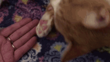 He Wants To Hold My Hand Cat Love GIF - He Wants To Hold My Hand Cat Love GIFs