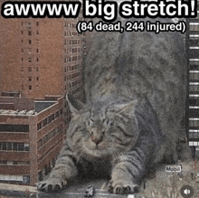 a picture of a giant cat with the caption awwwwww big stretch 84 dead 244 injured