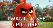 Angry Angry Birds GIF - Angry Angry Birds Bird GIFs