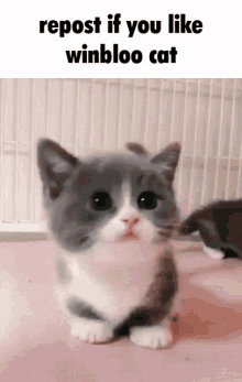 cats icons Memes & GIFs - Imgflip