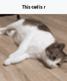 a cat is laying on its back on the floor with a caption that says this cad is r .