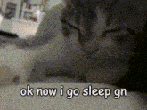 Ok Now I Go Sleep Gn Cat GIF