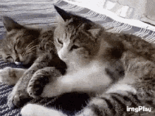 Funny Animals Abrazo GIF - Funny Animals Abrazo Cat GIFs