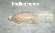a picture of a fish in a condom with the words " finding nemo " above it