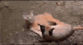 a close up of a cat laying on the ground in the water .