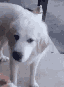 Dog Disgusted GIF - Dog Disgusted Gross GIFs