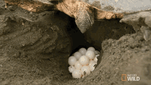 Burying Nat Geo Wild GIF - Burying Nat Geo Wild World Turtle Day GIFs