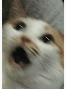 Blur Cat GIF - Blur Cat Meme GIFs