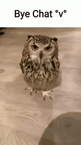 untitled.gif