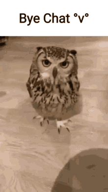 Owl Bye Chat GIF - Owl Bye Chat GIFs