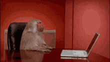 monkey computer angry internet push