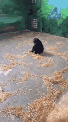a monkey sitting on a pile of hay