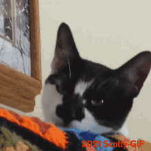 Blanket Lick GIF - Blanket Lick Cat GIFs