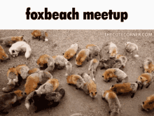 99foxbeach Fox Beach GIF
