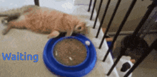 a cat laying on the floor next to a blue bowl with the word waiting written on it