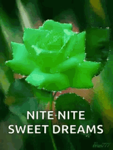 Nite Nite Sweet Dreams GIF - Nite Nite Sweet Dreams Good Night GIFs