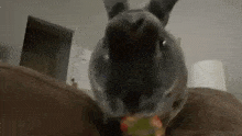 Stabilized Bnuuy GIF - Stabilized Bnuuy Eating Strawberry GIFs