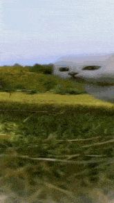 a cat is walking through a field with a fence in the background .
