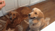 two golden retrievers are standing next to each other in a kitchen .