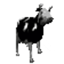 cowdance cow dance polish cow