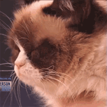 Grumpy Cat GIF - Grumpy Cat Sad GIFs