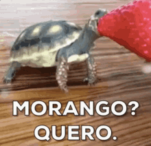 Eu Amo Moranguinhos / Tartaruga GIF