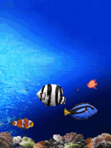 3D Aquarium Live Wallpaper HD  APK Download for Android
