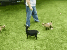 Run Attack GIF - Run Attack Goat GIFs