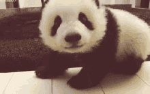 Panda Cute GIF - Panda Cute Hi GIFs