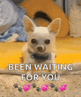 a picture of a chihuahua with the words been waiting for you in the corner
