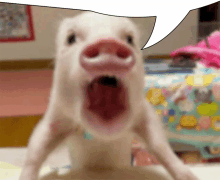 a pig with its mouth wide open and a speech bubble above it