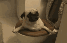 Pug Stuck GIF - Pug Stuck Toilet GIFs