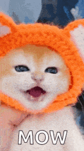 a close up of a cat wearing an orange hat with the word mow written on it .