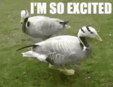 Excited Im So Excited GIF - Excited Im So Excited Ducks GIFs