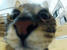 Funny Animals Cat GIF - Funny Animals Cat Zoom GIFs