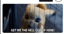 Pikachu Get Me Out Of Here GIF - Pikachu Get Me Out Of Here I Wanna Go Out GIFs