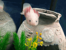 axolotl zoomies