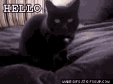 Cat Hello GIF