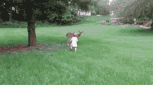 Love Deer And Toddler GIF - Love Deer And Toddler Petting Bambi GIFs