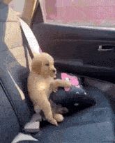 a puppy is sitting in the back seat of a car with a pillow on it .