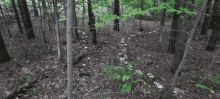 a lush green forest with trees and leaves on the ground