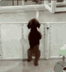koollua dog dancing