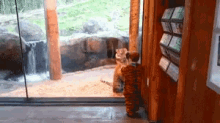 Wait Come Back Little Tiger GIF - Cute Animals Kids GIFs