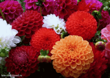 цветы GIF - цветы GIFs