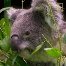 Eating Koalas101 GIF - Eating Koalas101 Yummy GIFs