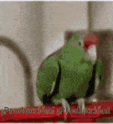 a green parrot is sitting on a red blanket with the words produccion in the corner