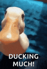 Duck Ducking GIF - Duck Ducking Hit GIFs